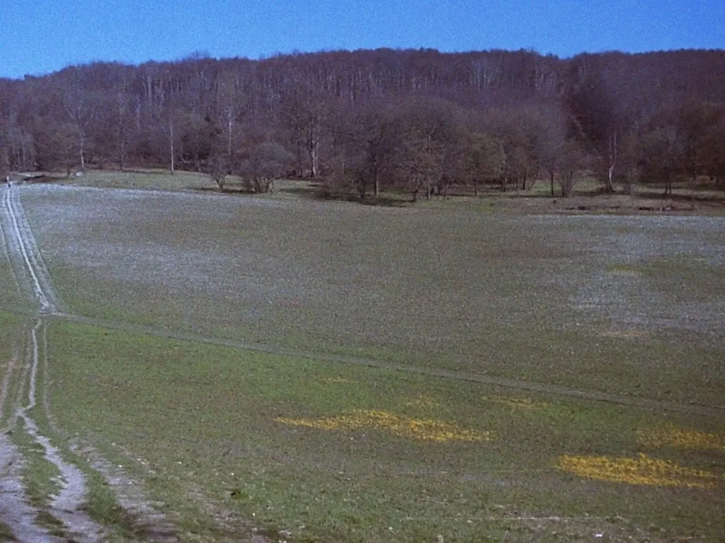 photograph of countryside field with trees in the background