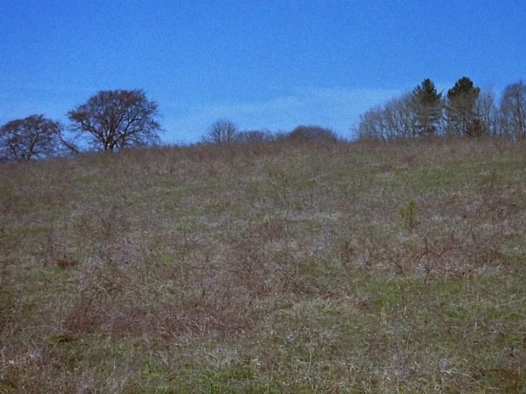 meadow grassland with treeline in the background