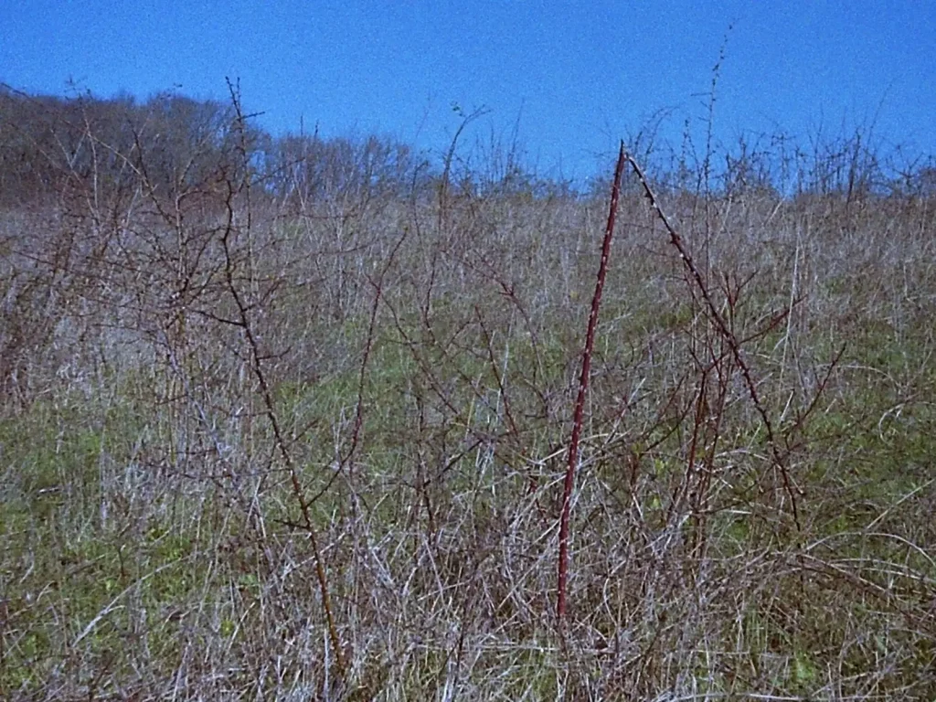 close up view of meadow grassland