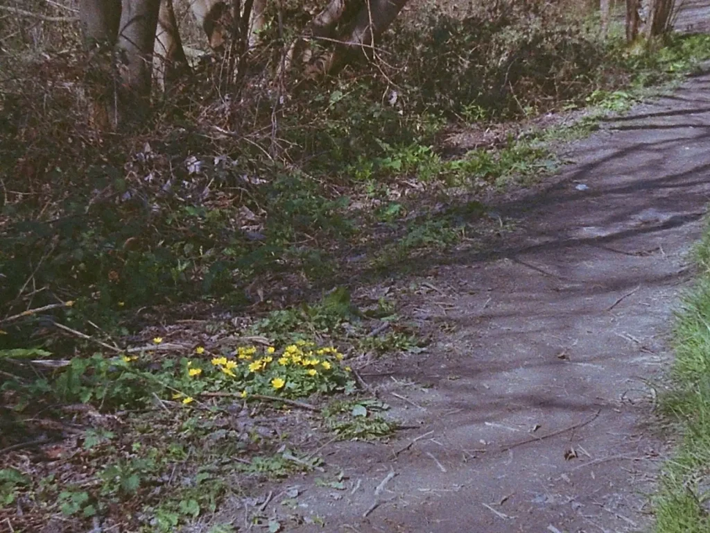 photo of yellow woodland flowers