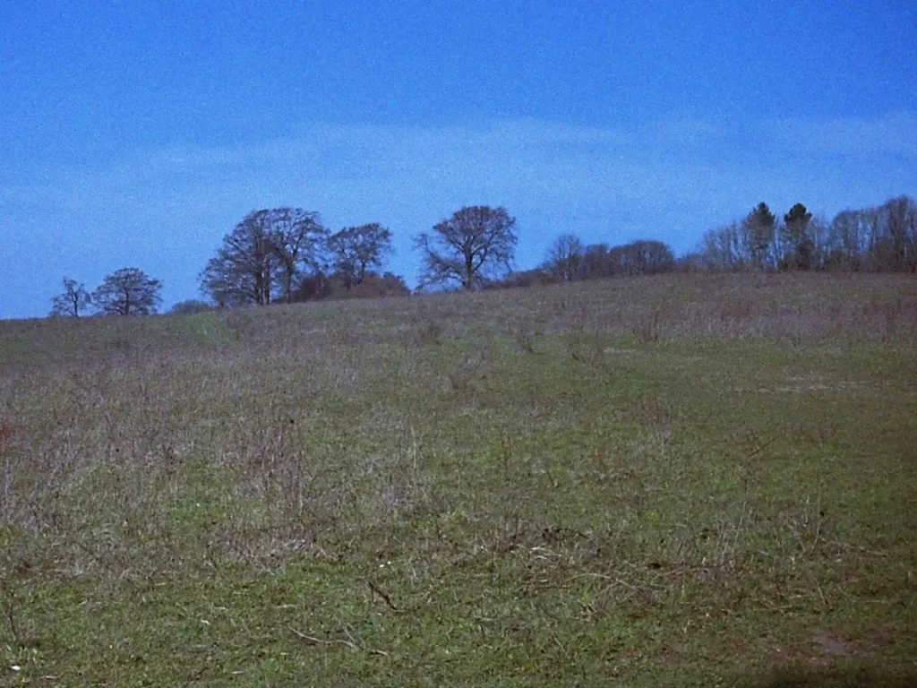 photo of a field with treeline in the background