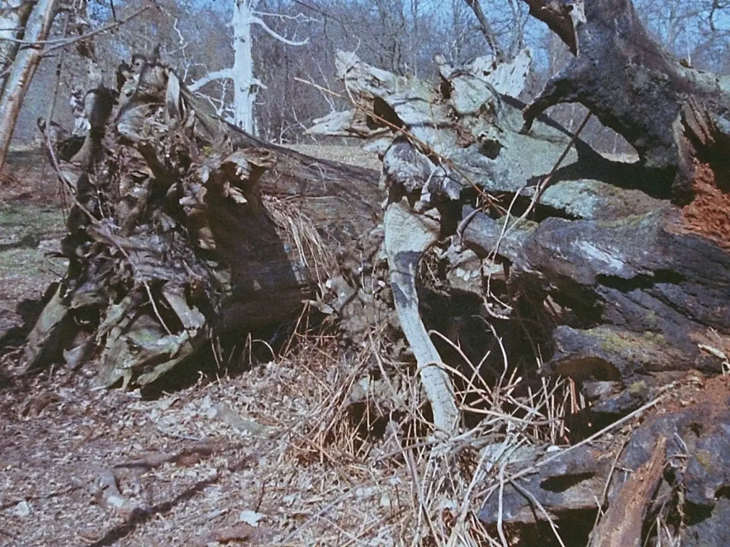 close up photograph of dead tree stumps