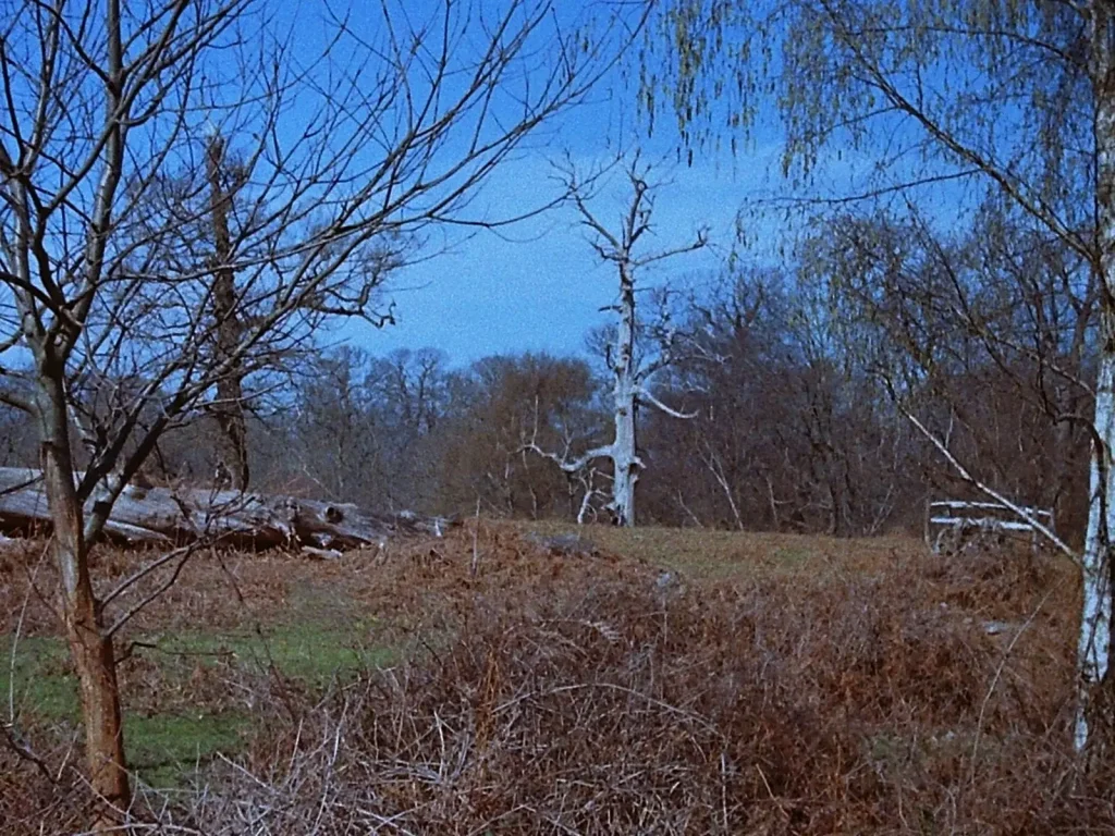 photograph of wood pasture