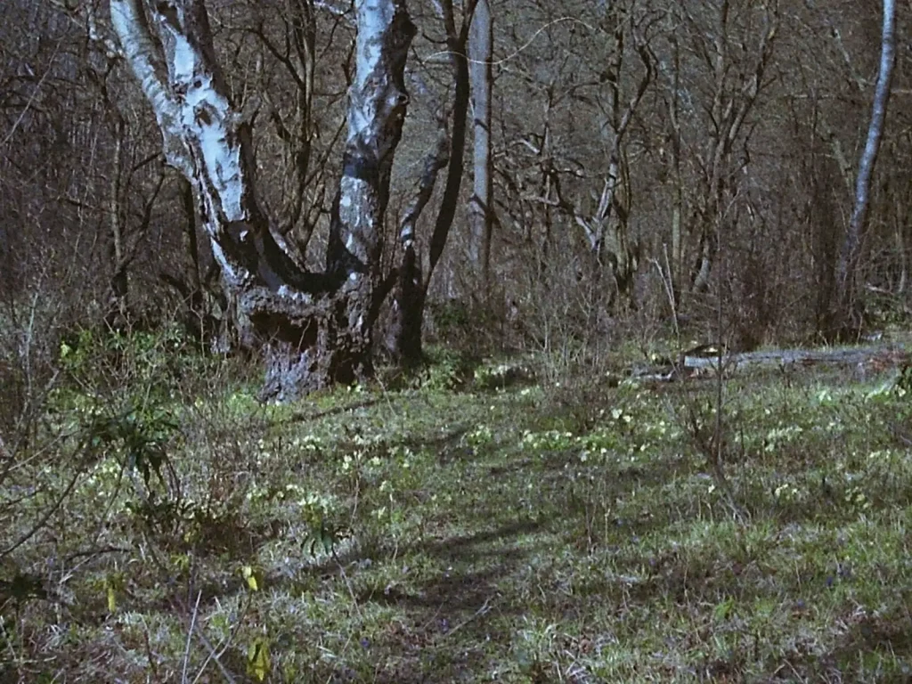 photo of some woodland flowers