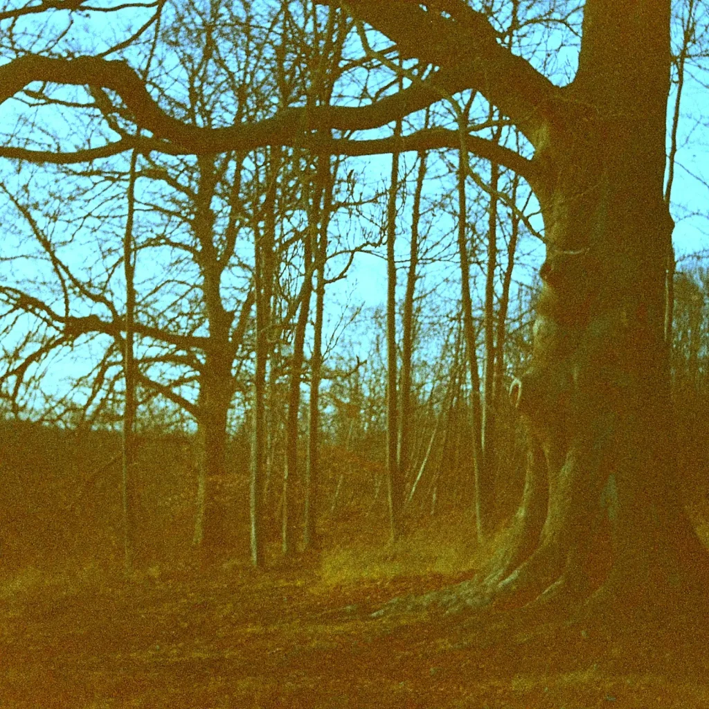 winter tree in woodlands