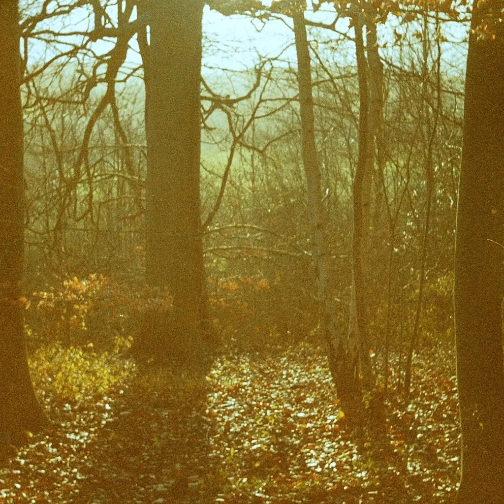 sun shining through the trees