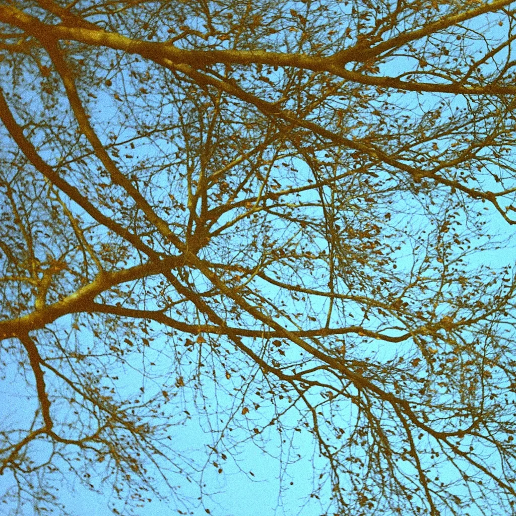 tree branches against the sky