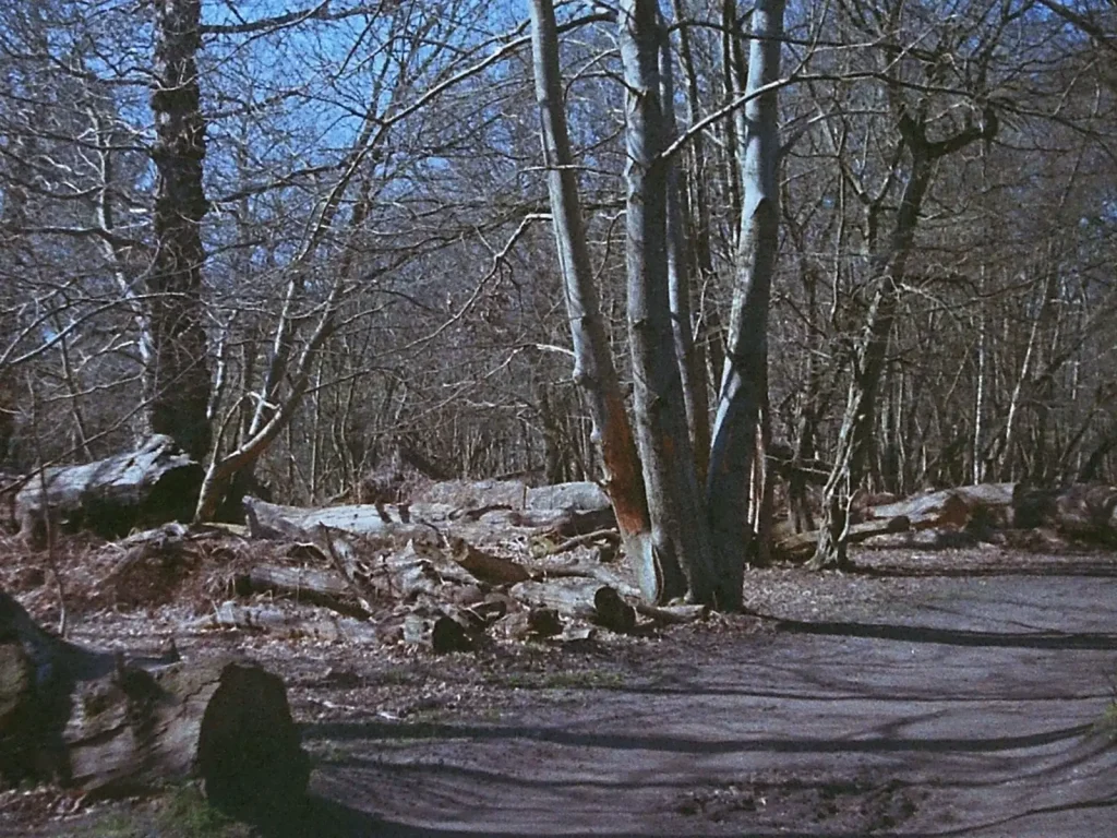 a photograph of a trackway through woodland