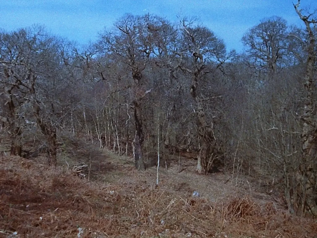 photograph of mature trees in a woodland pasture