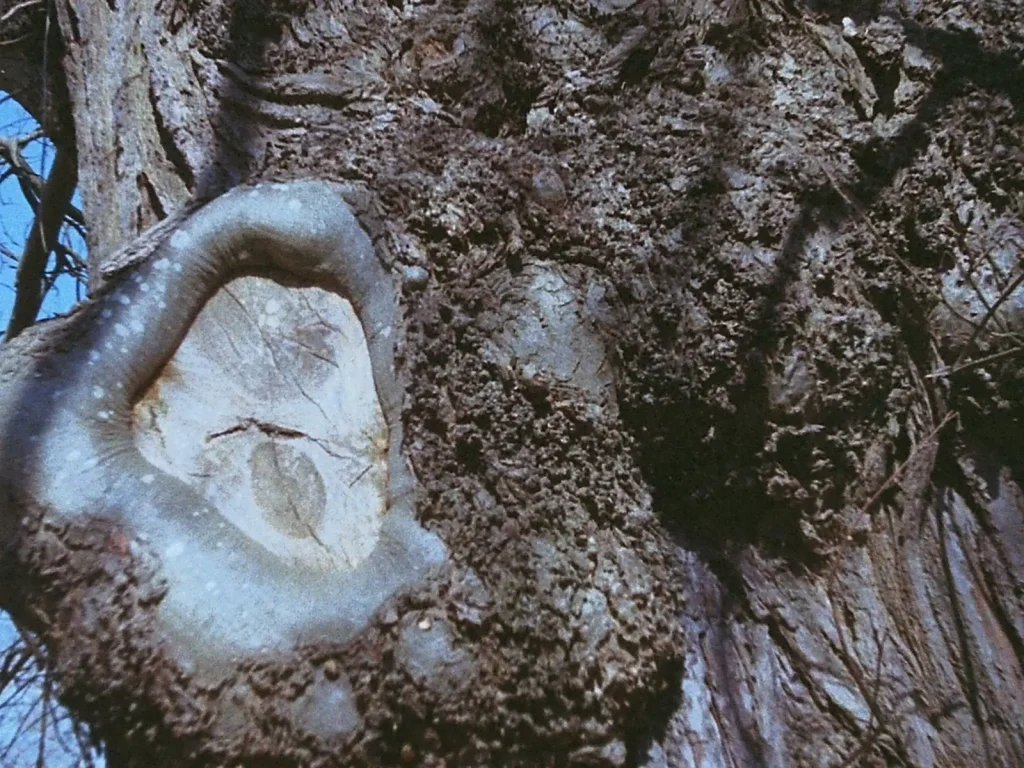 close up photo of tree bark