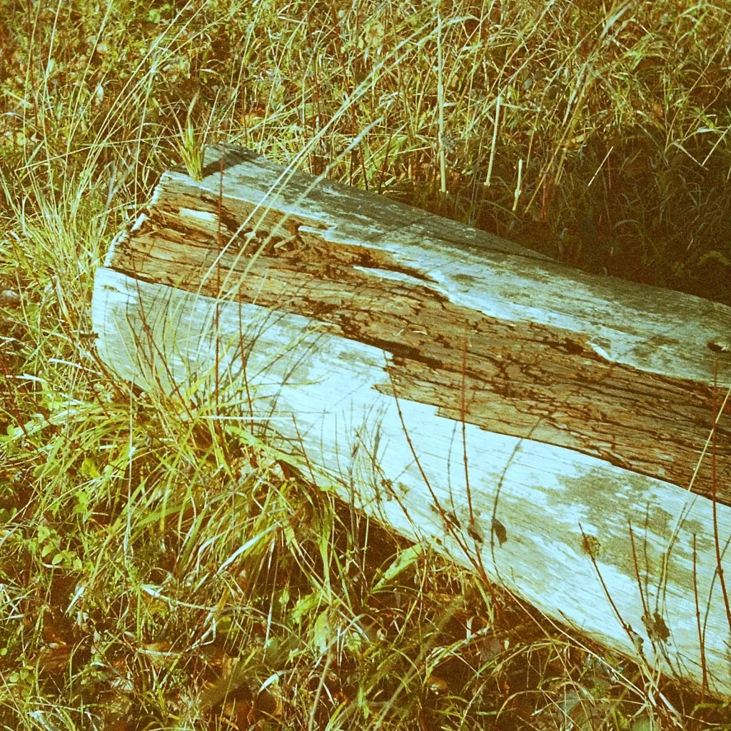 log laying on the grass
