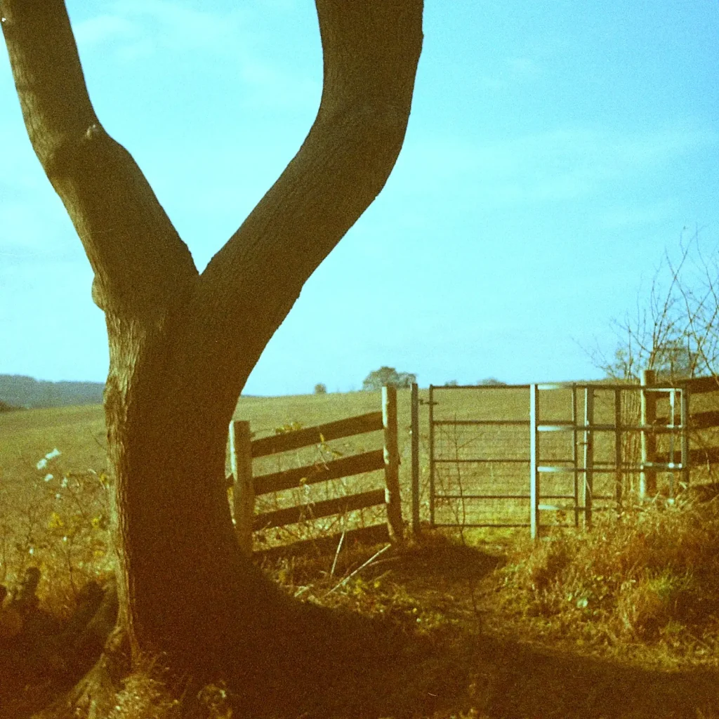 tree and gate
