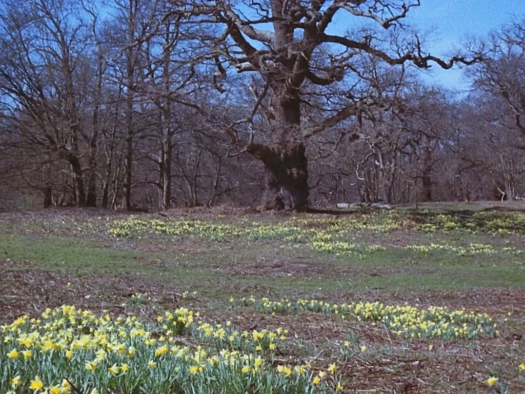 photo of flowers and veteran trees in wood pasture