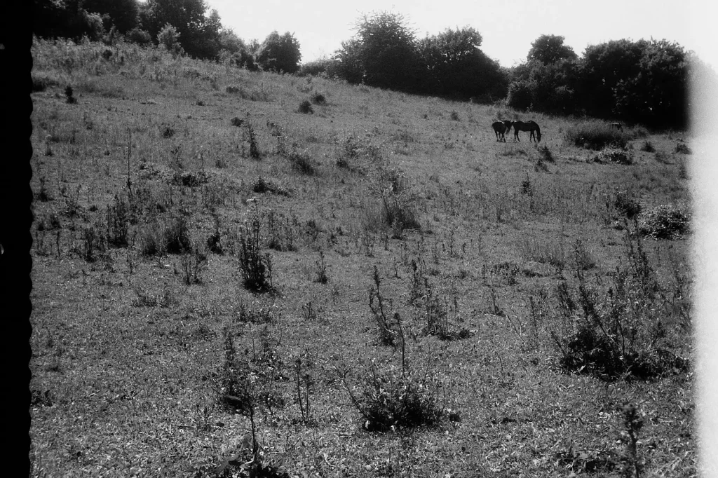 horses in field 