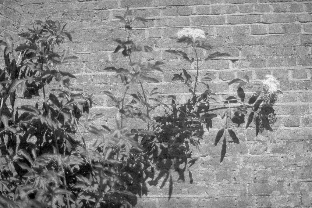 black and white photo of flower against a brick wall
