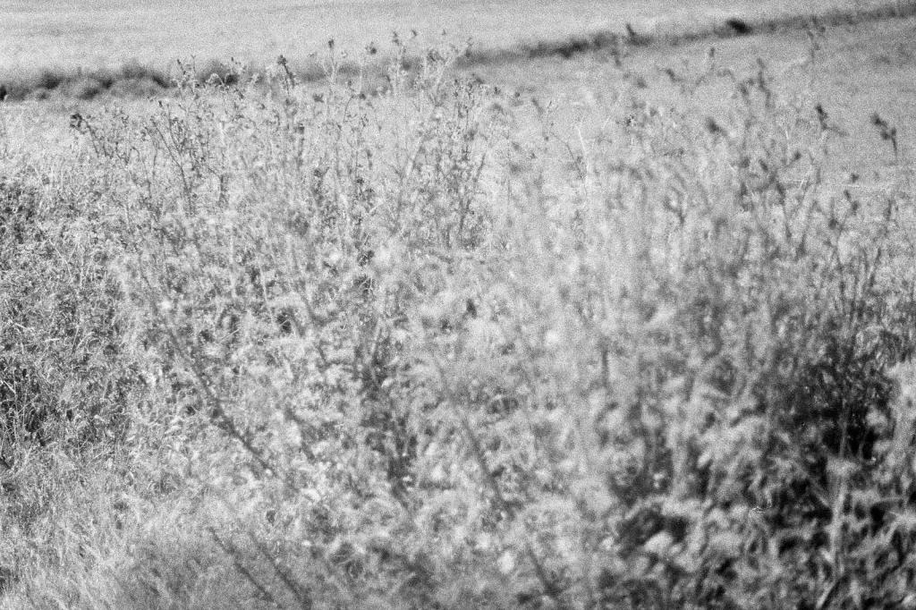 black and white photo of countryside field