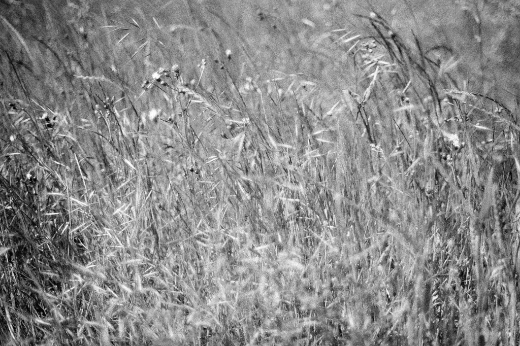 black and white photo of countryside field