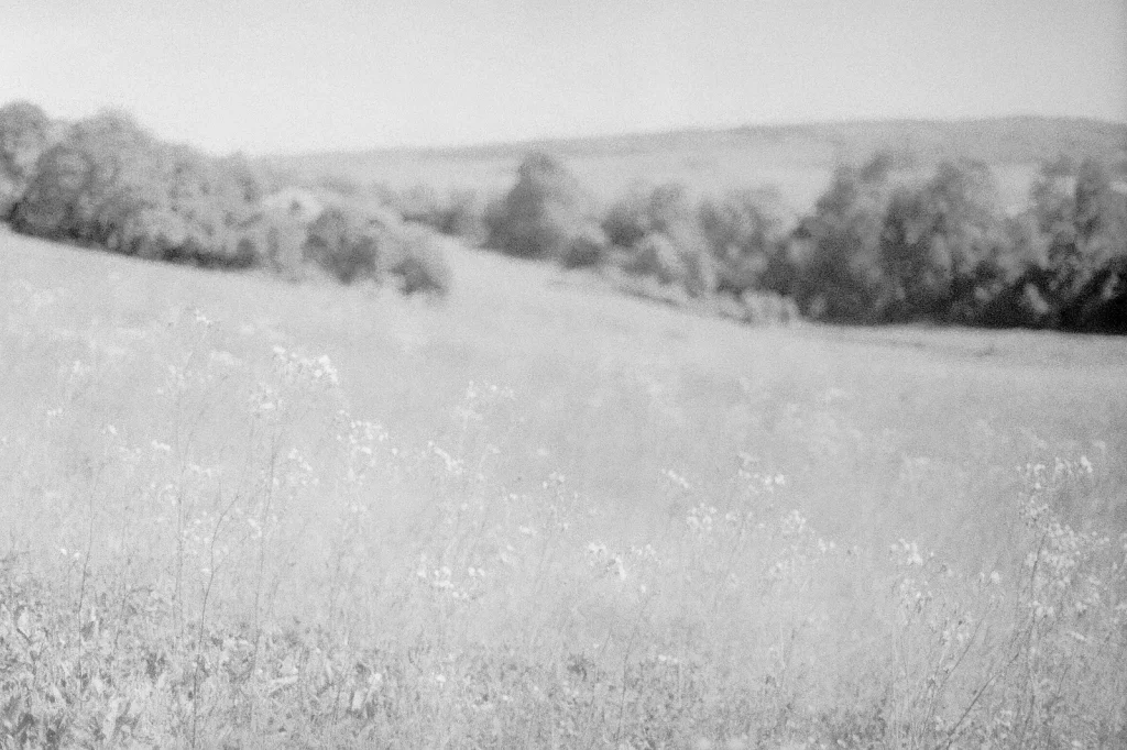 black and white photo of flowers