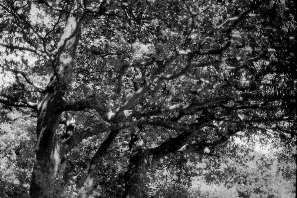 black and white photo of tree