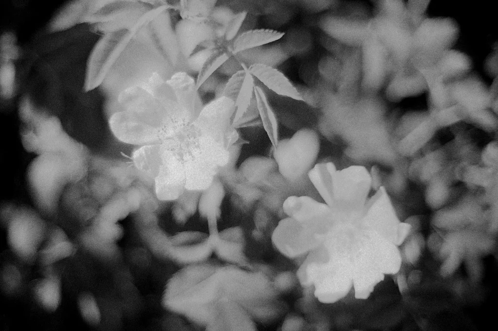 black and white photo of flowers