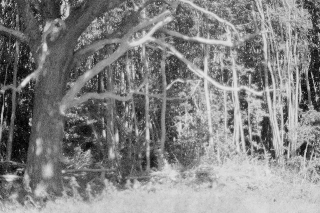 black and white photo of tree