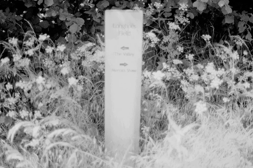 black and white photo of countryside flowers