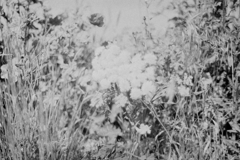 black and white photo of flowers