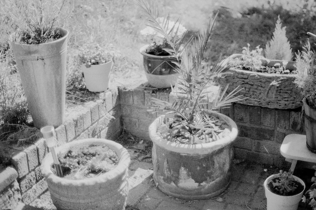 black and white photo of a garden
