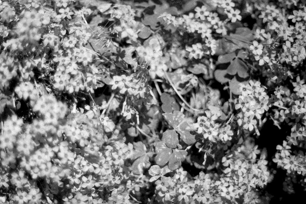 black and white photo of a garden