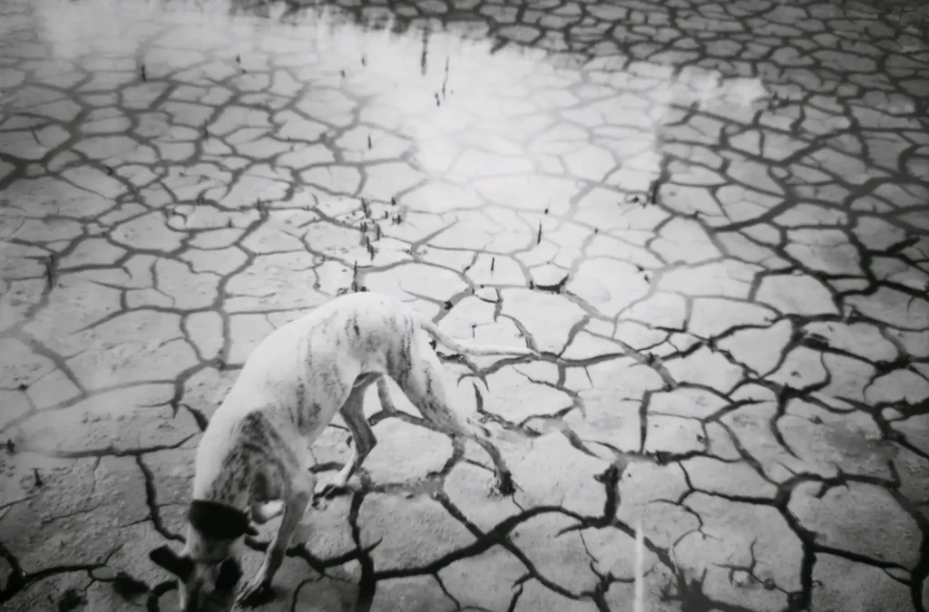 Casper on Mud Flats - Taken with a Minolta Hi-Matic G and Ilford XP-2 Film