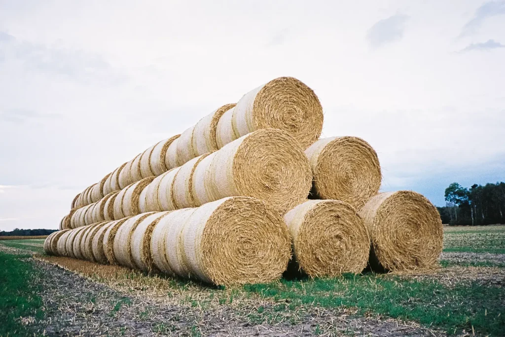 A large stack of straw bales, captured with a point-and-shoot camera.