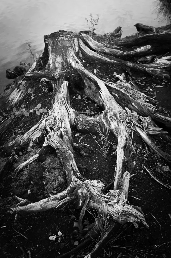 Roots of a dead tree.