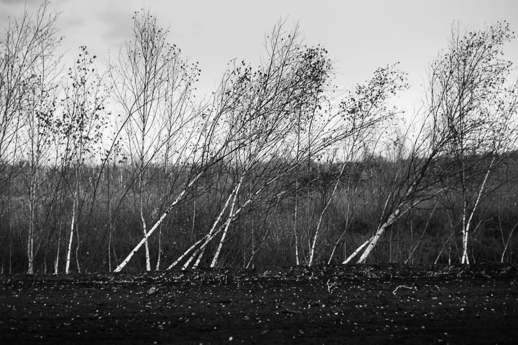 A row of birches standing at a dirt road through the peat bog.