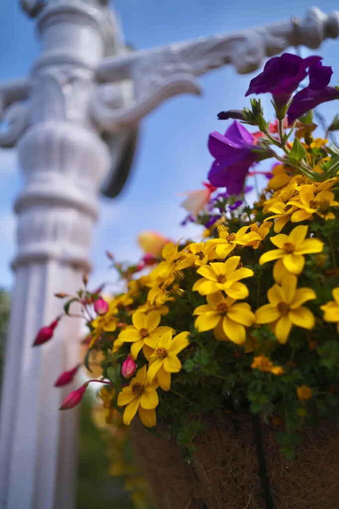 Flowers next to a white post photographed on the M11 with the Omnar NK35-25