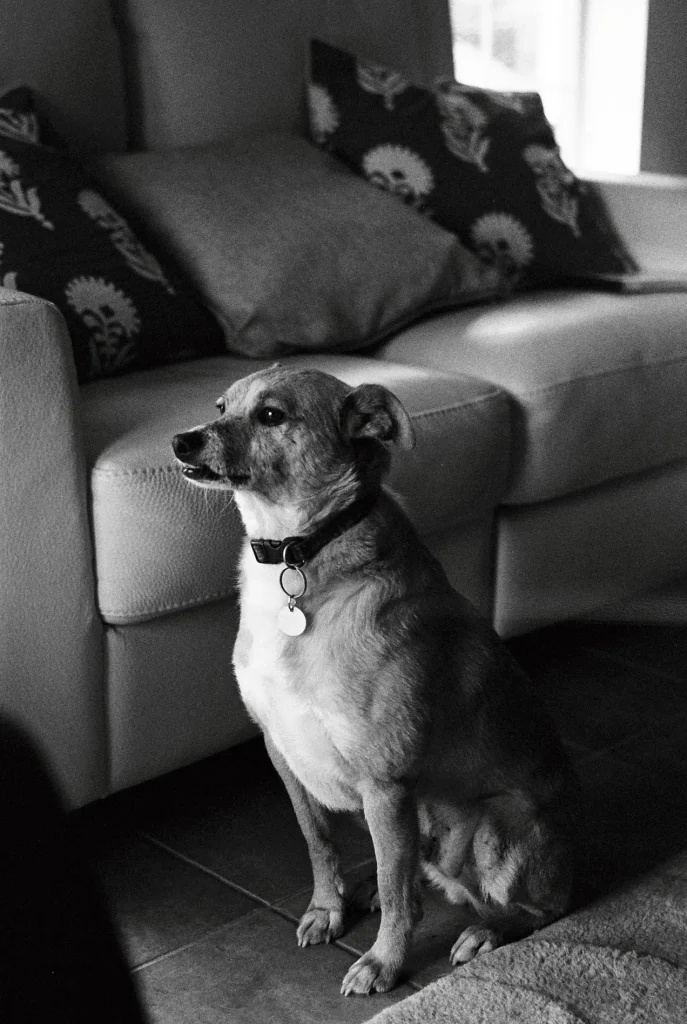 HP5 at 400