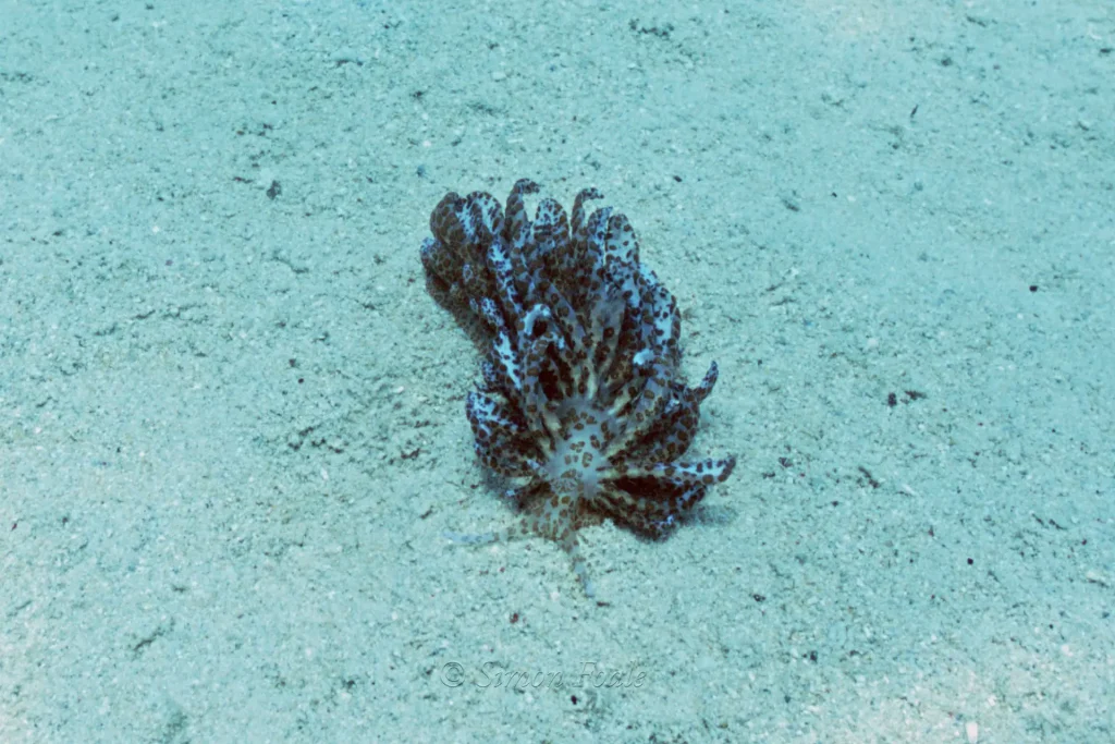 Phyllodesmium longicirrum