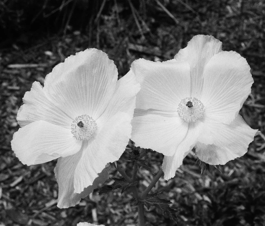 Prickly Poppies