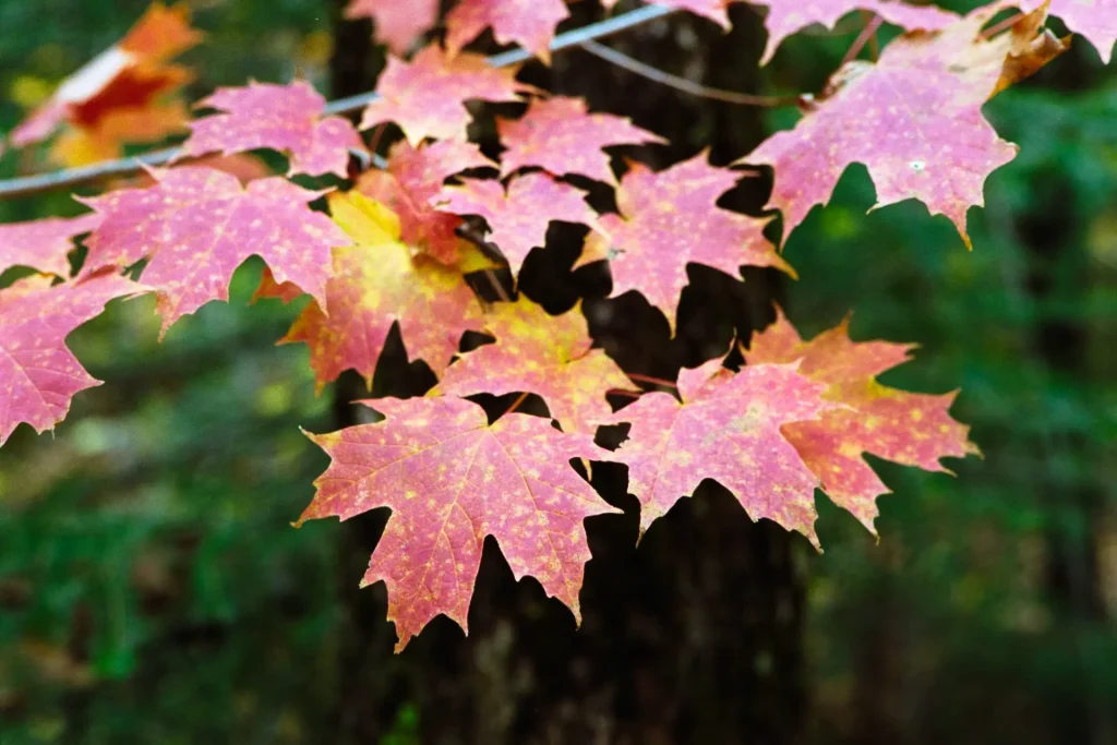 Maple Autumn leaf Portra 400 Nikon FE Daniel Sigg Photography