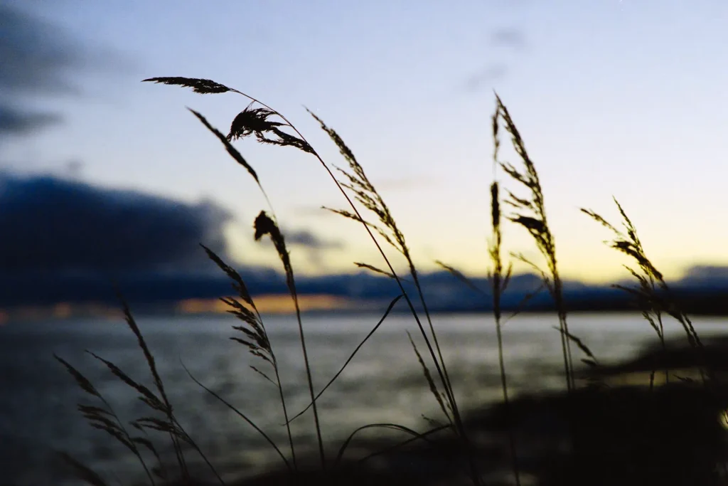 Sunset Lake Superior leaf Portra 400 Nikon FE Daniel Sigg Photography