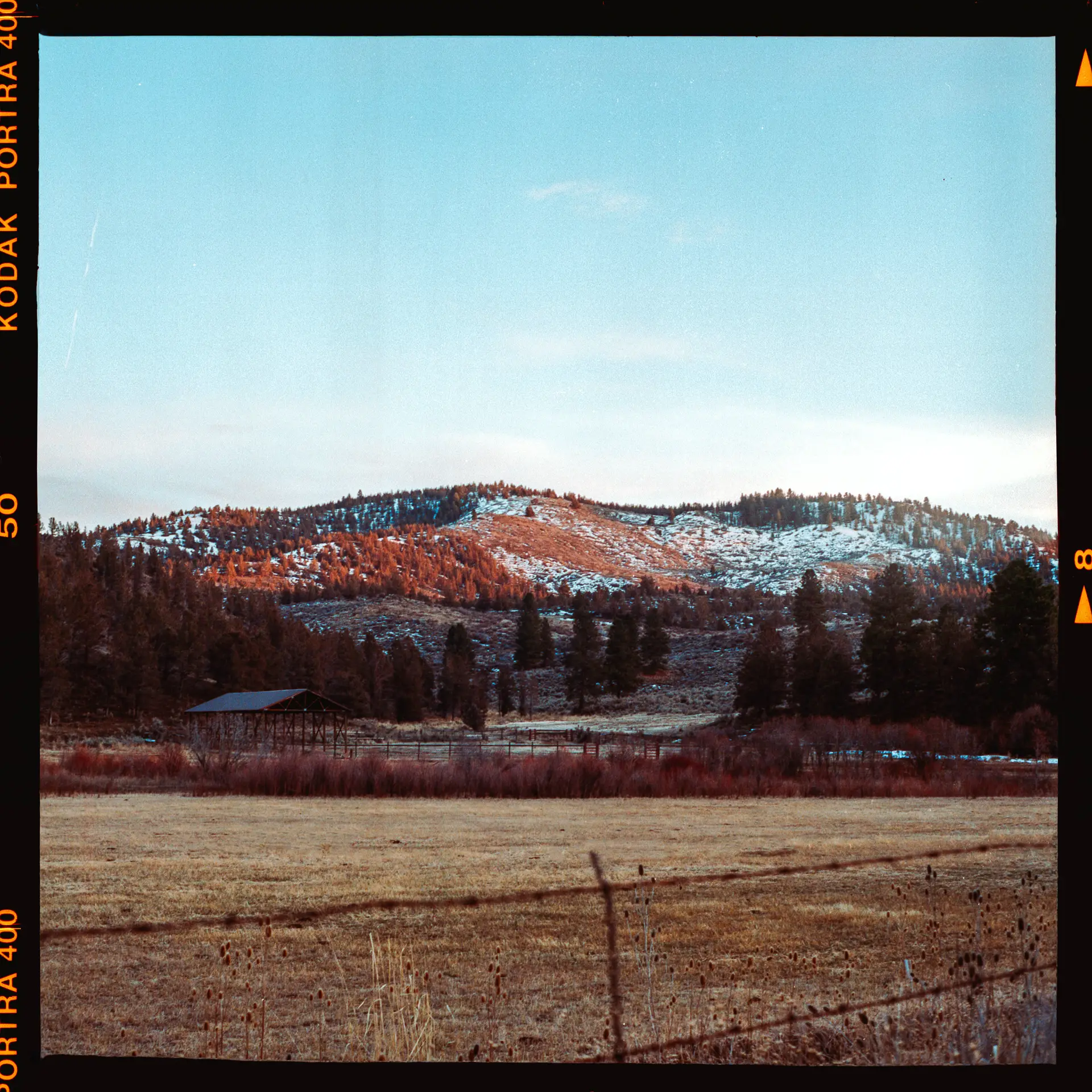 On the ride home, even the trees were red | Portra 400