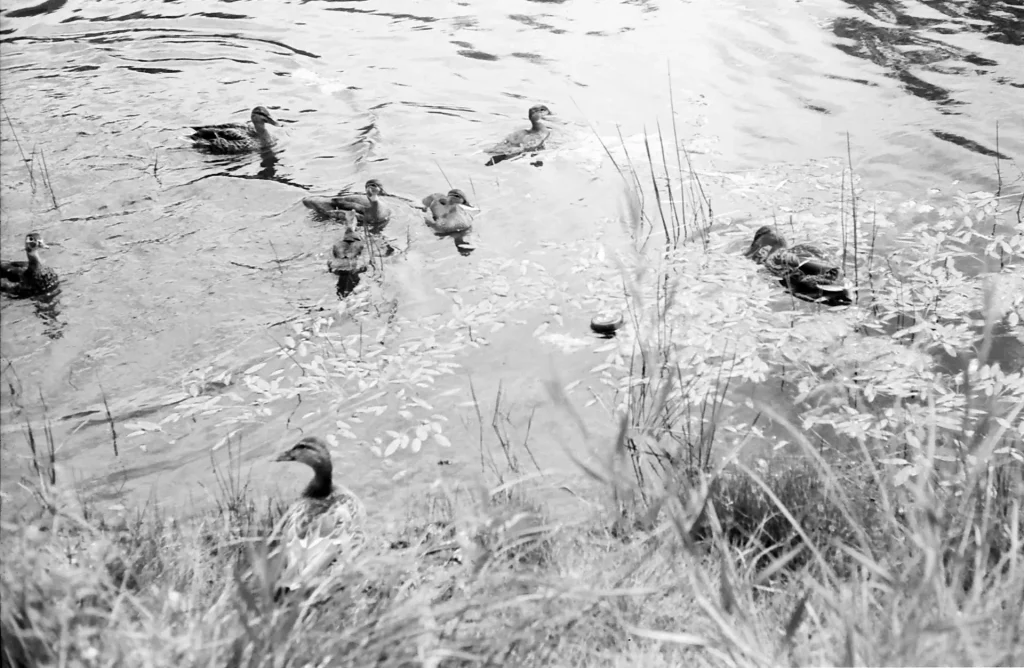 Ducks in a pond