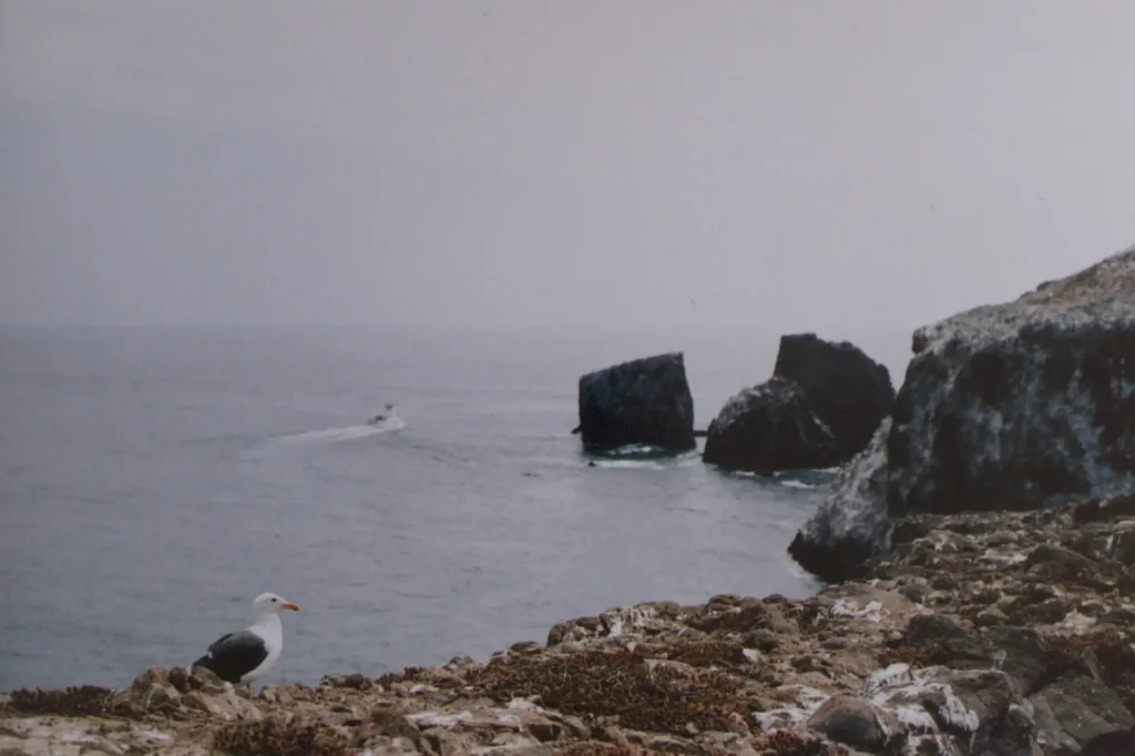Seagull Anacapa Islands with the Nikon FM2