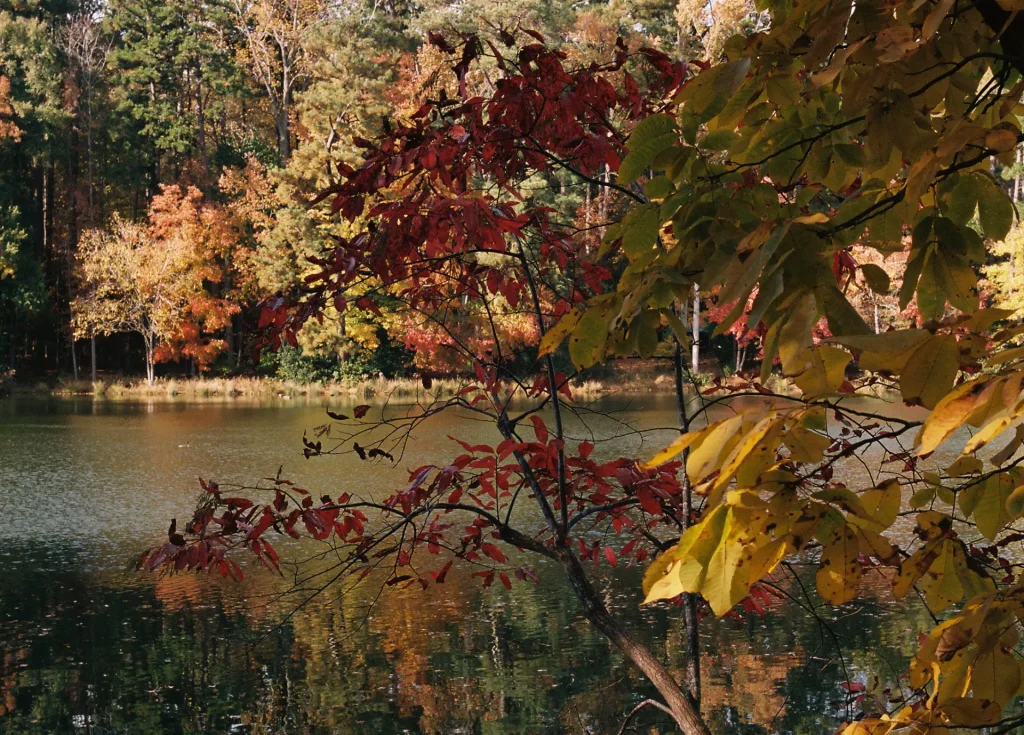 Autumn leaves and the lake at Durant Nature Preserve in Raleigh, North Carolina, Fall 2021.