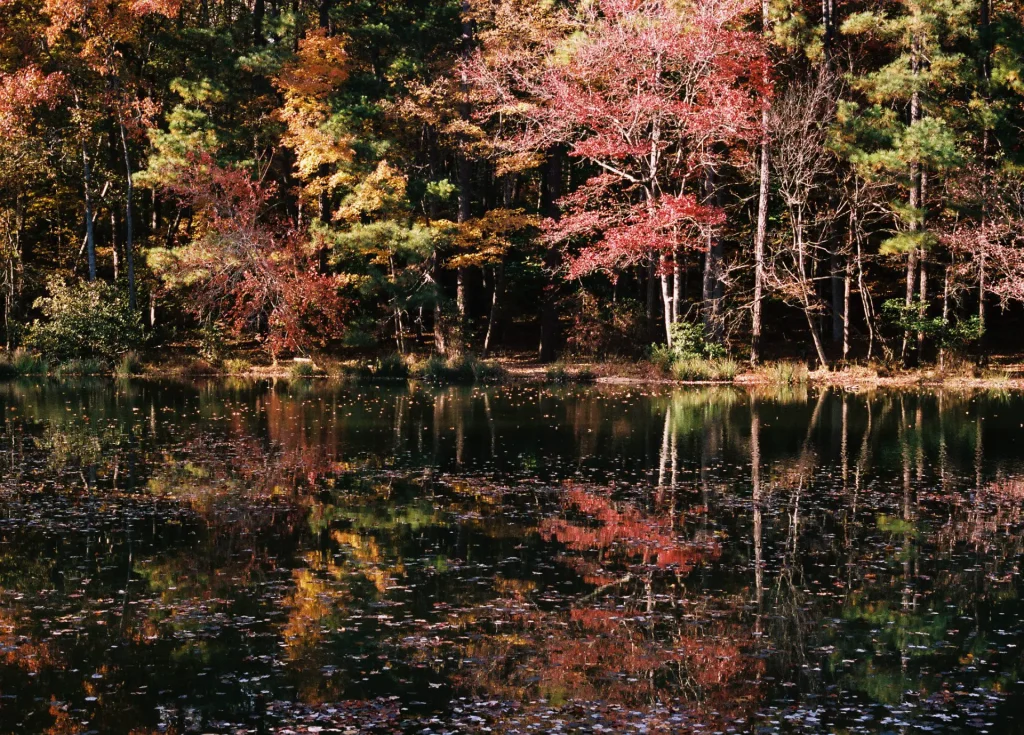 View of the lake and trees at Durant Nature Preserve in Raleigh, North Carolina, Fall 2021