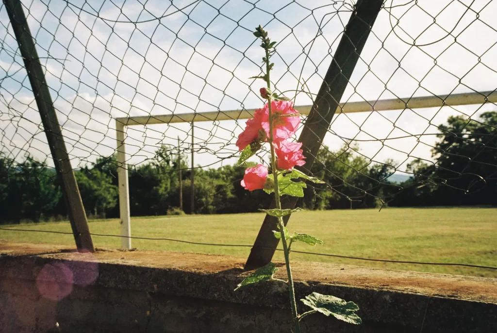 Pink flower in front of a broken wired fence, socce field in the background. Taken with a Voigtländer Bessamatic DeLuxe using the Zoomar 36 - 82 mm and Kodak Gold 200 