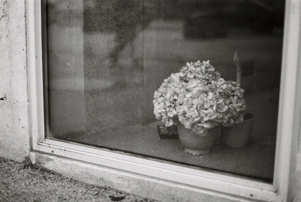 Some flowers standing behind a window