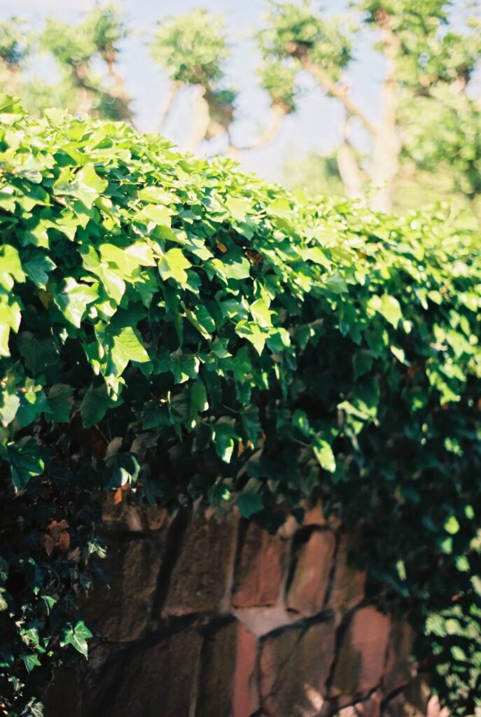 ivy growing over a wall