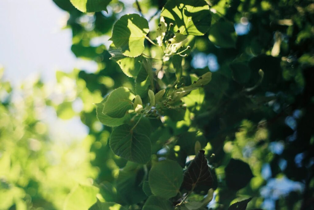 leaves on a tree with shallow DoF