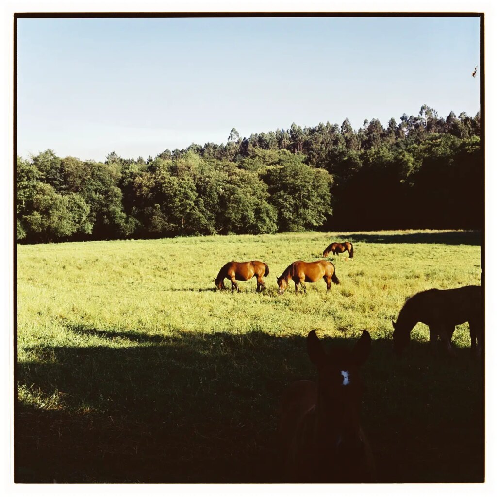 Horses