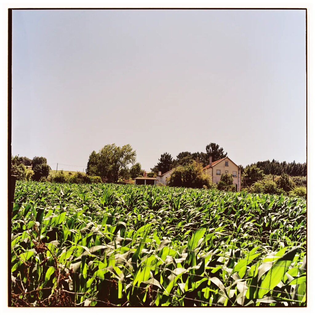 House with crops